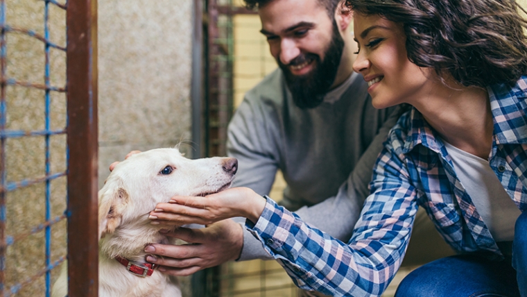 Cosas que debes saber antes de adoptar un perro