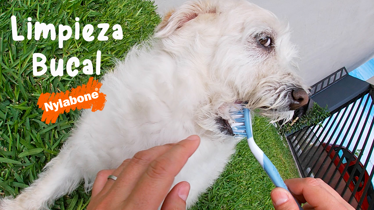 Consejo útil para mantener la limpieza bucal de tu perro