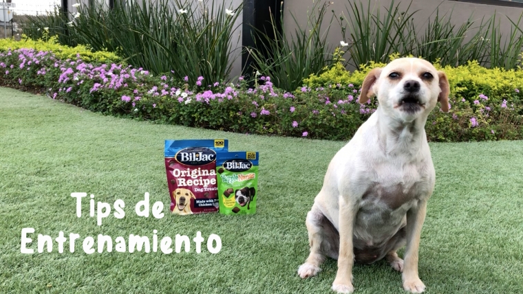 Tips de entrenamiento para perros con premios