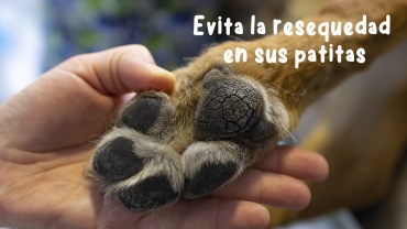 Evita la resequedad en sus patitas