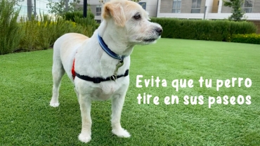 Evita que tu perro tire en sus paseos