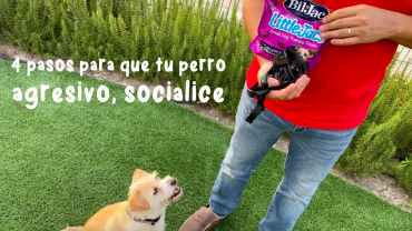 4 pasos para que tu perro agresivo, socialice