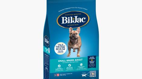 Bil-Jac Adulto de raza pequeña