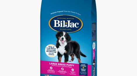 Bil-Jac Cachorro de raza grande